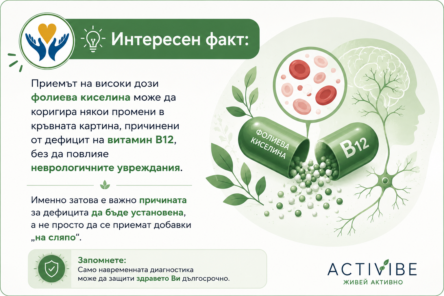 Интересен факт: Приемът на високи дози фолиева киселина може да коригира някои промени в кръвната картина, причинени от дефицит на витамин B12, без да повлияе неврологичните увреждания. Именно затова е важно причината за дефицита да бъде установена, а не просто да се приемат добавки „на сляпо“.